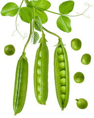 Isolated green pea. Peas pods and beans open and closed hang on stem with leaves. Isolated on white background