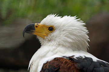 Schreiseeadler