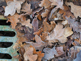 Last year's leaves covered with hoarfrost lie on the ground as a texture and pattern..