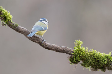 Blue tit on branch (Cyanistes caeruleus)