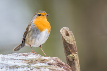 Robin redbreast animal bird songbird