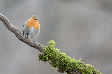 Wonderful portrait of Red robin in the woodland (Erithcaus rubecula)