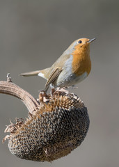 The beautiful Robin on sunflower (Erithacus rubecula)