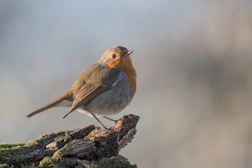 The robin at sunrise (Erithacus rubecula)
