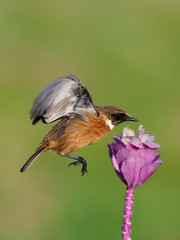 Stonechat, Saxicola rubicola