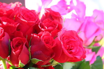 close-up of red roses group with blur pink rose background in street market