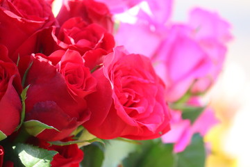 close-up of red roses group with blur pink rose background in street market, outdoors street roses market