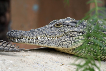 Stumpfkrokodil