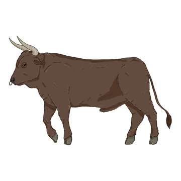 Cartoon Bull. Vector Color Illustration.