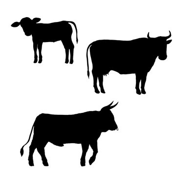 Vector Set of Cattle Silhouettes. Farm Animals Illustration.