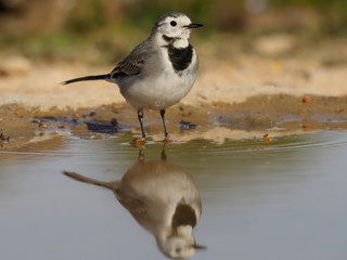 White wagtail, Motacilla alba