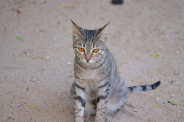 portrait of brown domestic or pet cat setting on sandy ground