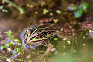 frog in pond