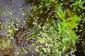 frog in pond