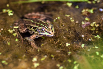 frog in pond