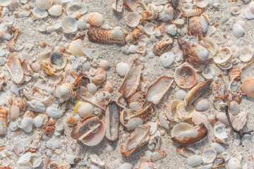 Orange sea shells Background