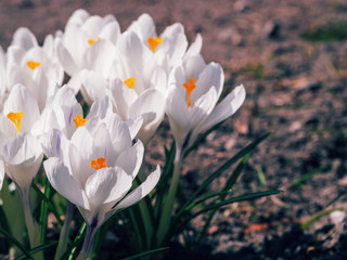 Fototapeta premium White crocuses growing on the ground in early spring. First spring flowers blooming in garden. Spring meadow full of white crocuses, Bunch of crocuses. White crocus blossom close up.