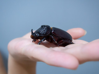 Rhinoceros beetle on the hand closeup