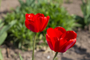 Fototapeta premium a pair of blooming red tulips close