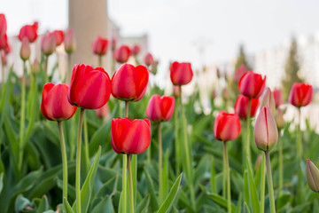 Obraz premium bed of flowers: red tulips in the city park in spring time