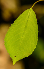 detail of a single tree leaf