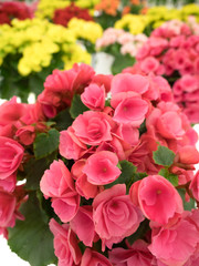 エラチオールベゴニア