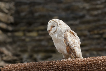 Snowy owl against a dark background