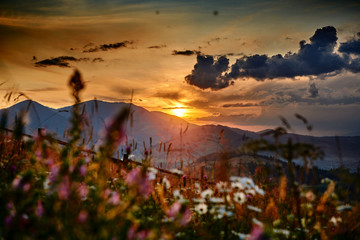 wildflowers, meadow and golden sunset in carpathian mountains - beautiful summer landscape, spruces on hills, dark cloudy sky and bright sunlight