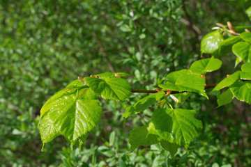 The first spring green leaves on a tree branch