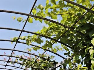 green leaves on the gazebo in spring