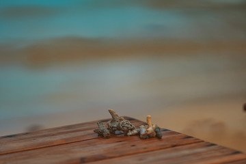 select focus coral on the floor wood with blur background the sea