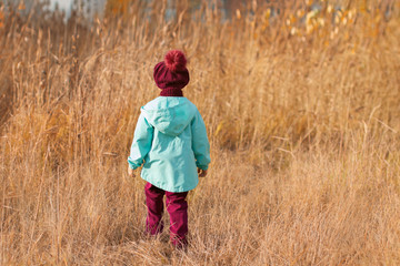 Naklejka na ściany i meble four years old girl in red knitted sweater, trousers and beret, in blue jacket walks with her back in yellow grass