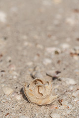 Spiral eroded shell