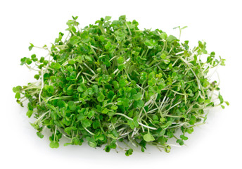 Micro green arugula isolated on white background