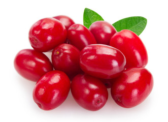 Fresh dogwood on white background