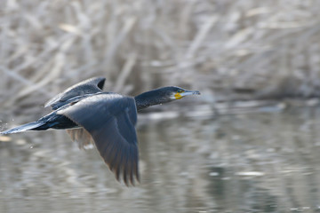 Great cormorant flying in Miura city, Miura peninsula, Kanagawa prefecture, Japan