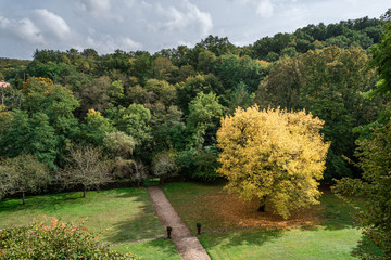 Oak tree in a garden with yellow leaves at the beginning of autumn