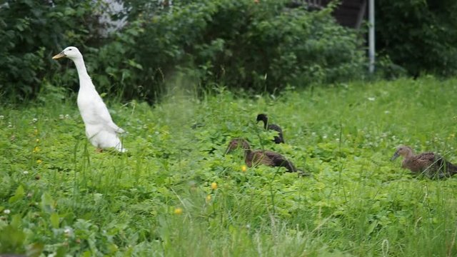 Free-range waterfowl (Indian Runner Duck ) family on an organic farm, freely running and grazing on a garden meadow. Organic farming, animal rights, back to nature concept.