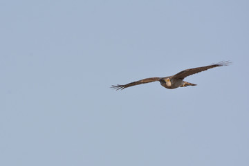 Flying Sparrowhawk looking for prey