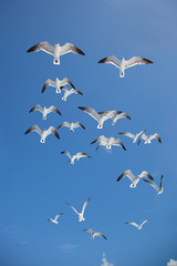 flock of seagulls flying in the sky