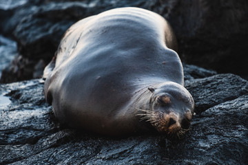 Fat sea lion lying on black volcano rock
