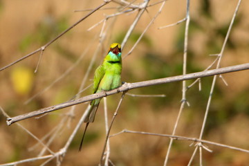 bird on a branch