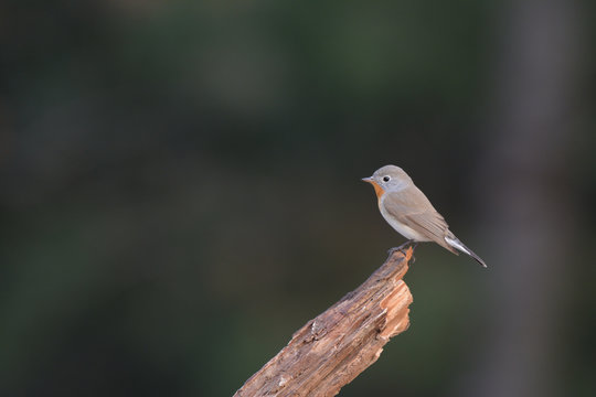 Red-breasted flycatcher perching on the branch