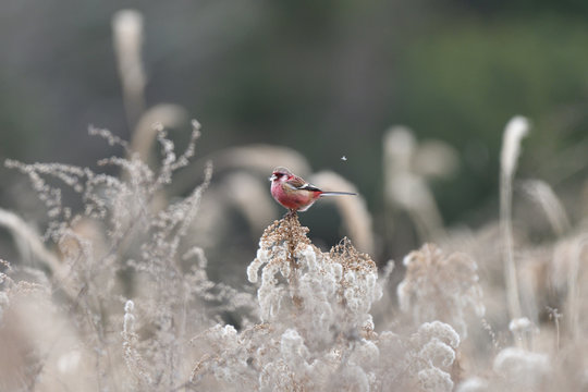 Long-tailed rosefinch perching on the goldenrod