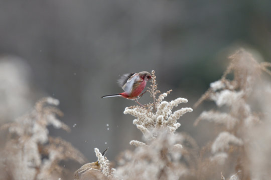 Long-tailed rosefinch perching on the goldenrod