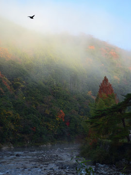 霧の朝の渓谷