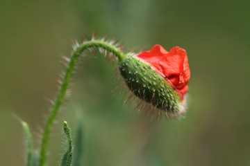 bud of poppy