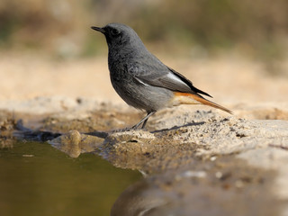Black redstart, Phoenicurus ochruros