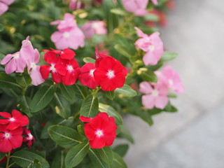 Common name West Indian, Madagascar, Bringht eye, Indian, Cape, Pinkle-pinkle, Vinca, Cayenne jasmine, Rose periwinkle, Old maid Scientific name Catharanthus roseus flower have pink and red color