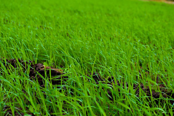 sprouts of garlic in a field 